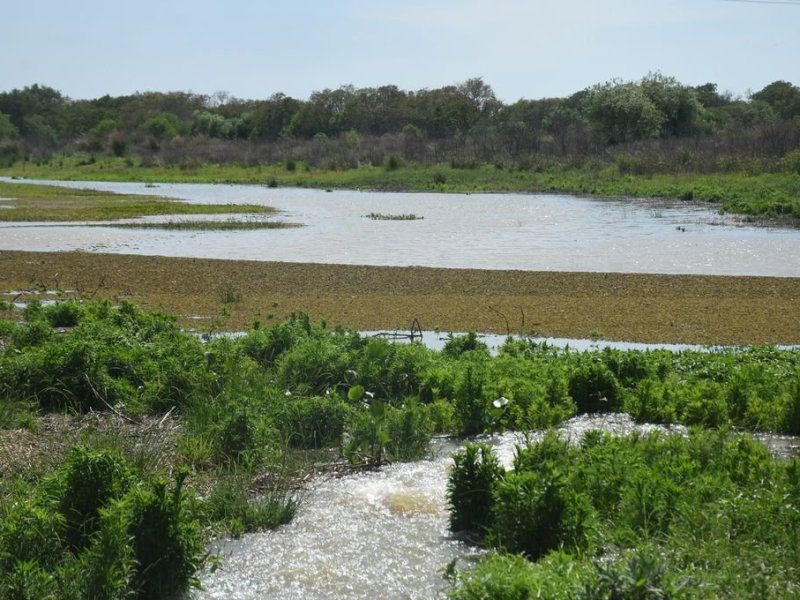 Con los bañados y lagunas llenos de agua los peces iniciaron su ciclo reproductivo en el momento justo