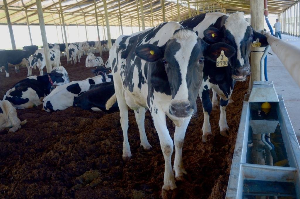En San Jerónimo Norte, un tambo modelo se apuntaló con el programa «Santa Fe de Pie»