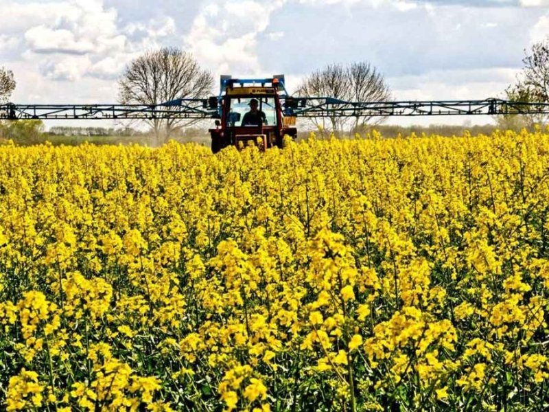 Casi el 60% de la colza en la provincia está en Victoria