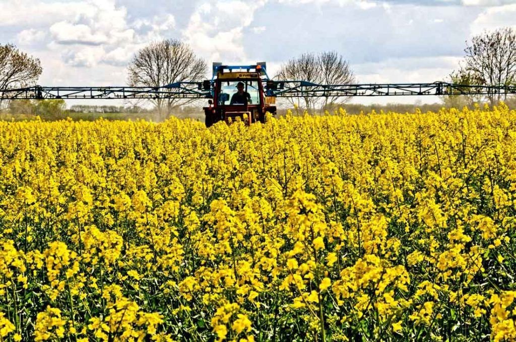 Casi el 60% de la colza en la provincia está en Victoria