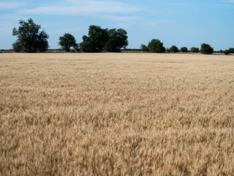Trigo: derrumbe de los rendimientos en el centro norte de la provincia de Santa Fe