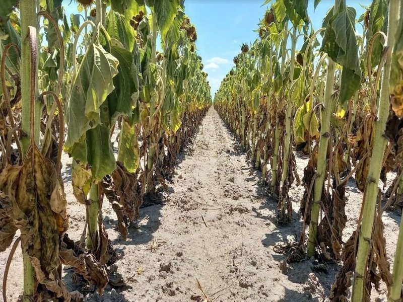 Se declaró la emergencia agropecuaria en Entre Ríos