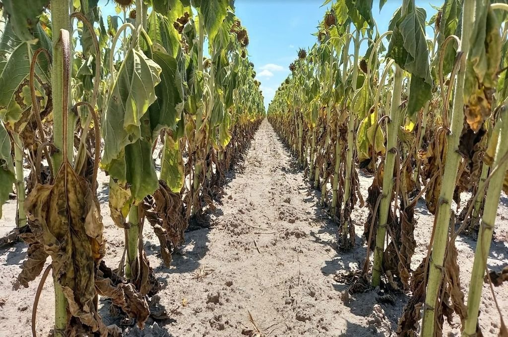 Se declaró la emergencia agropecuaria en Entre Ríos