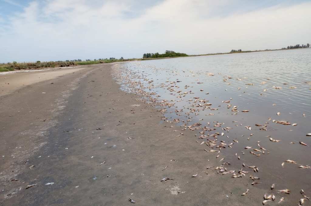 Video: la laguna de Villa Cañás se seca y deja a miles de peces muertos