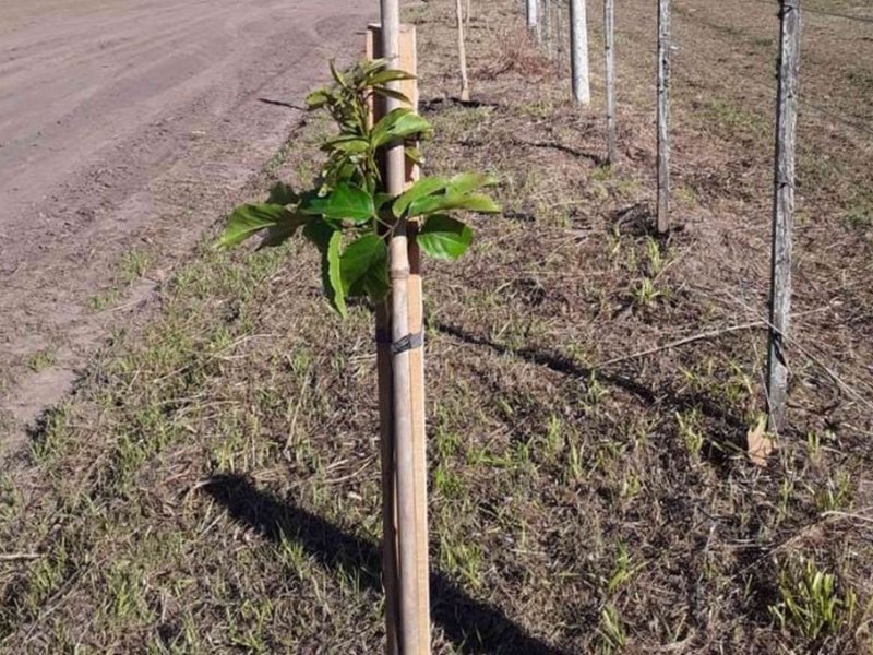 Gran campaña organizada por la RAMCC para plantar árboles en Santa Fe y en el resto de Argentina