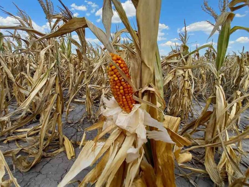 Sequía histórica: reclaman auxilio nacional para los productores agrarios santafesinos