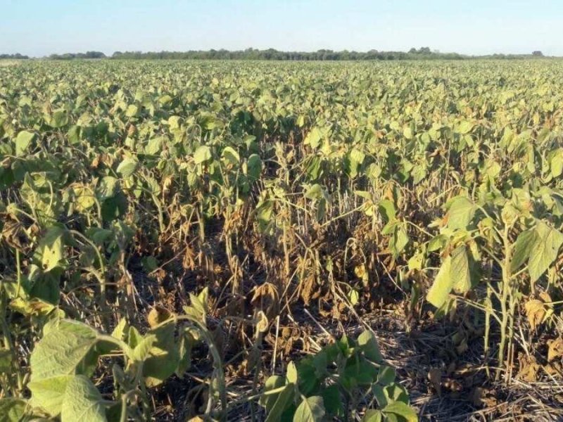 Se perdió casi la mitad de los cultivos de soja por la falta de agua