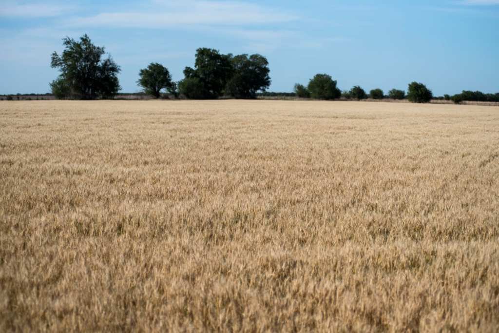 Cuándo estiman que terminará la sequía por La Niña
