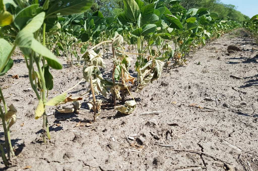 La pérdida de ingresos en trigo, maíz y soja es de 10.425 millones de dólares