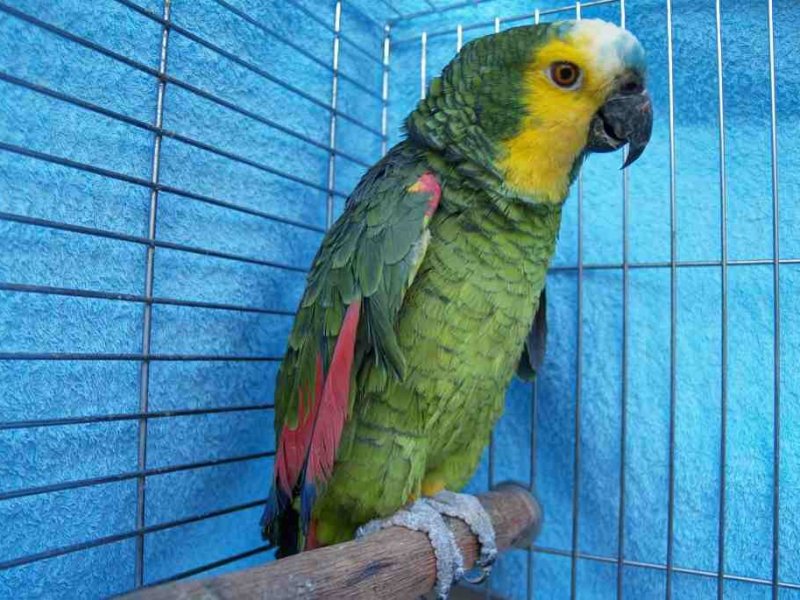Falleció uno de los pacientes con psitacosis contagiada por un loro