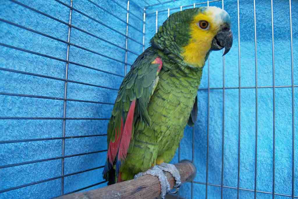 Falleció uno de los pacientes con psitacosis contagiada por un loro