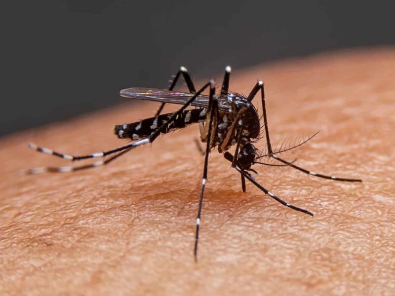 La provincia de Santa Fe registra 84 casos de dengue, casi todos del departamento General Obligado