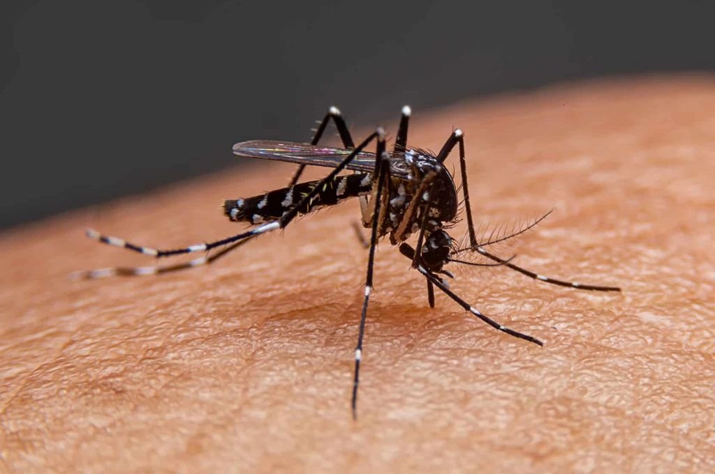 La provincia de Santa Fe registra 84 casos de dengue, casi todos del departamento General Obligado