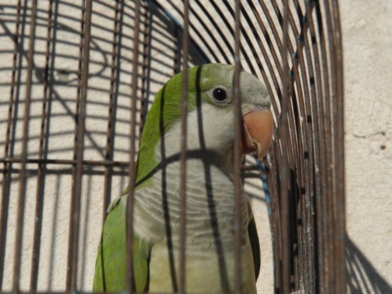 «Fiebre del loro»: confirman nuevo caso de psitacosis en Rafaela