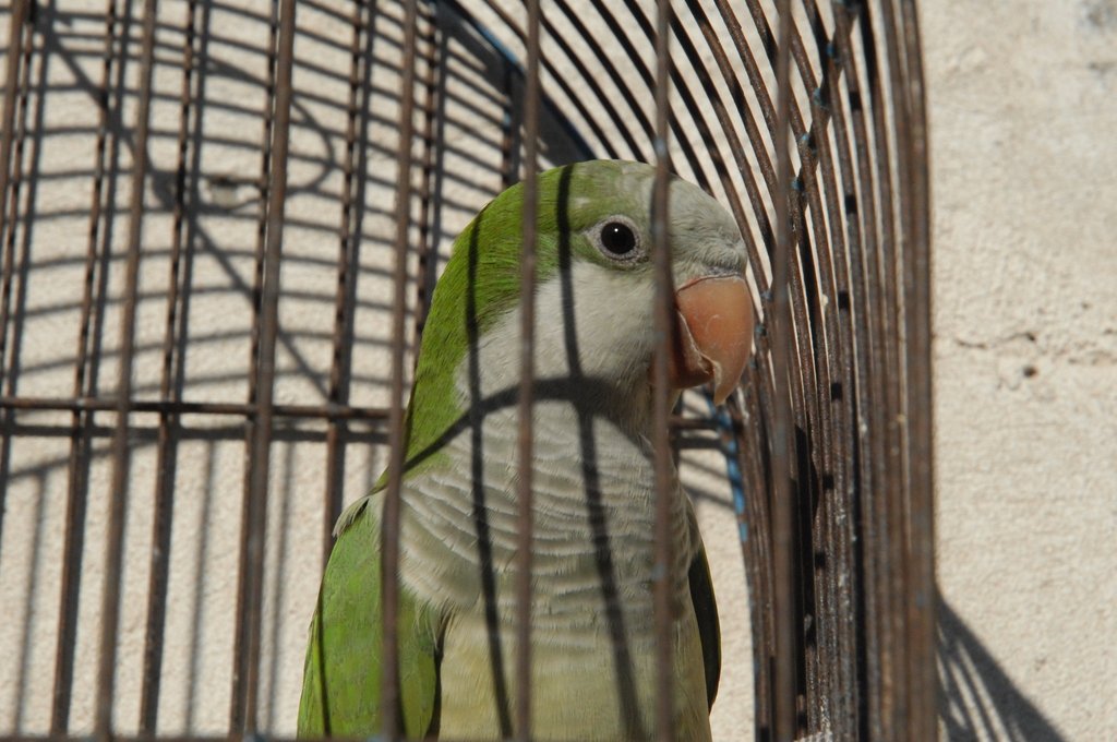 «Fiebre del loro»: confirman nuevo caso de psitacosis en Rafaela
