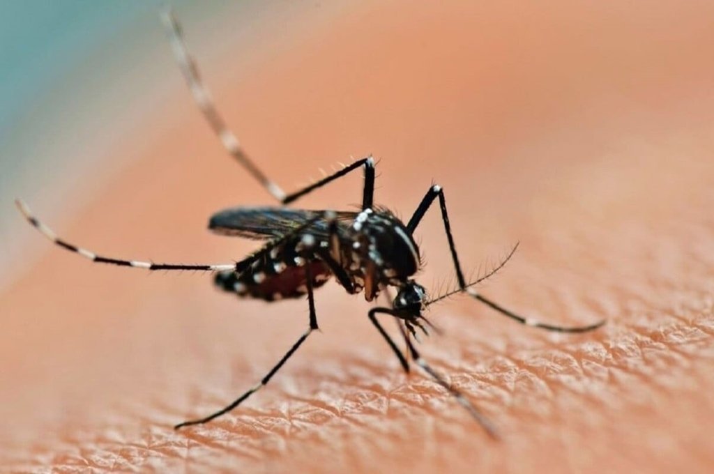 Dengue: «Es previsible que tengamos este aumento de casos», aseguran desde Salud provincial
