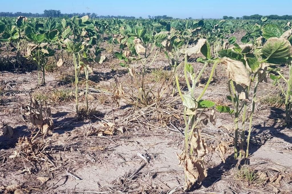 Las lluvias no llegan y la soja atraviesa una difícil situación