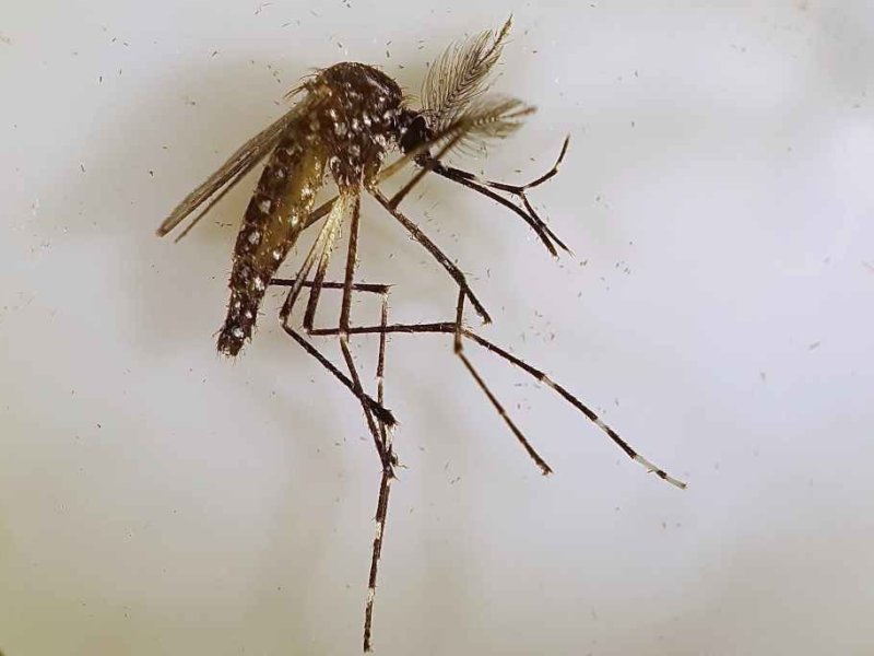 Ya hay 2.312 casos de dengue en 14 departamentos de la provincia de Santa Fe