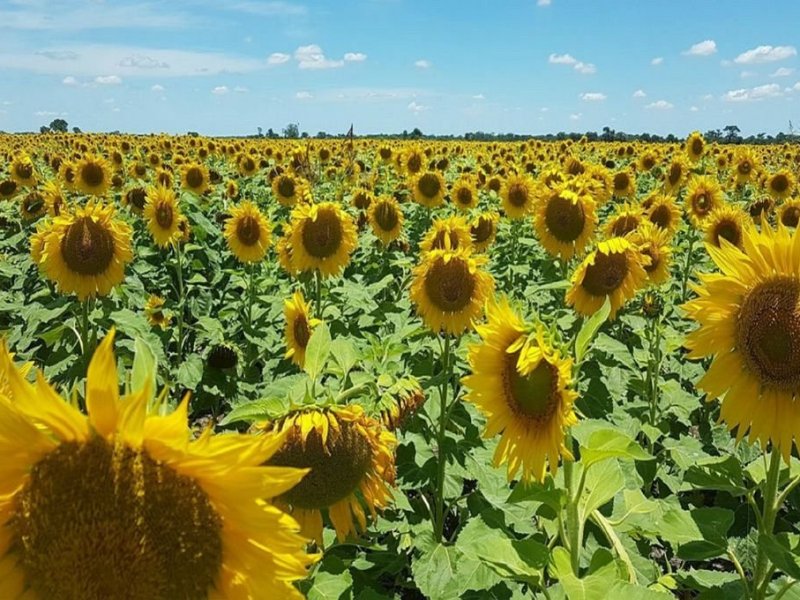 El 52% del girasol entrerriano se ubica en La Paz