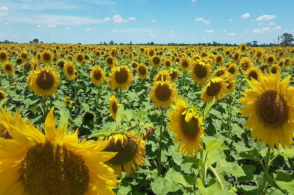 El 52% del girasol entrerriano se ubica en La Paz