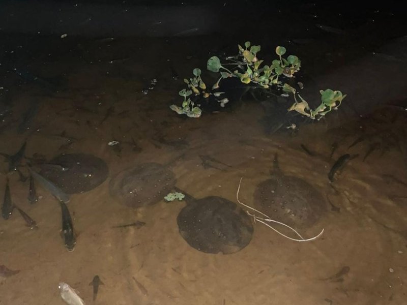 San Javier en alerta por la elevada mortandad de peces