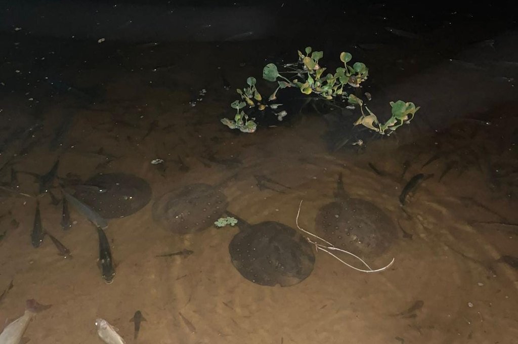 San Javier en alerta por la elevada mortandad de peces