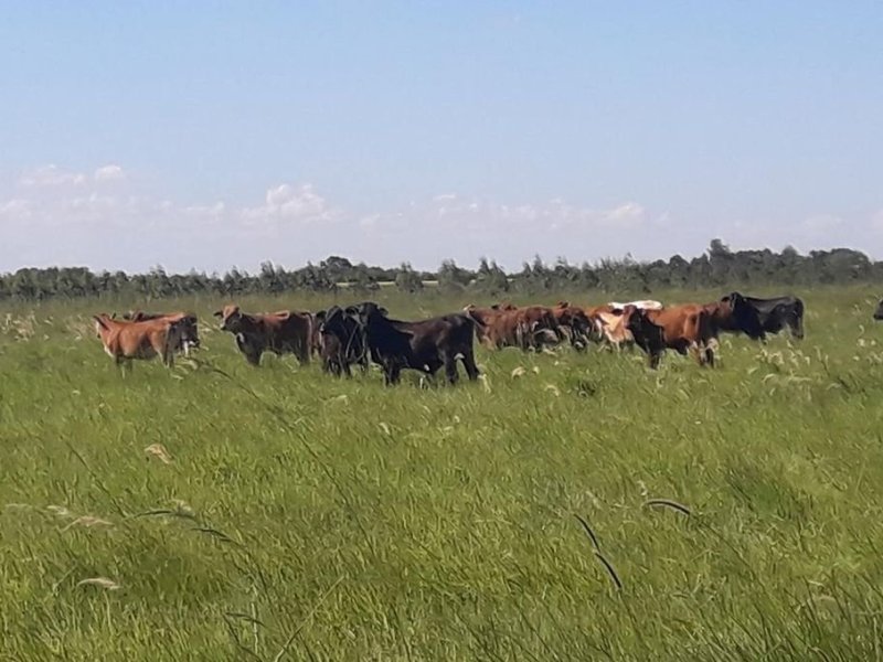 Conservar la biodiversidad puede ser buen negocio para los ganaderos