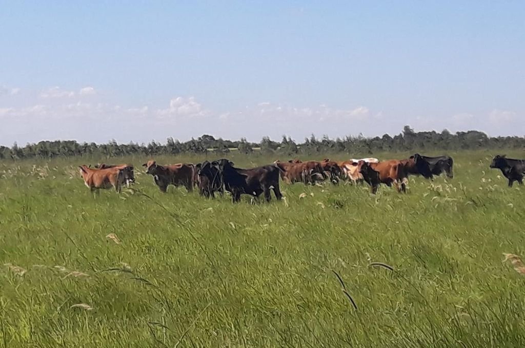 Conservar la biodiversidad puede ser buen negocio para los ganaderos