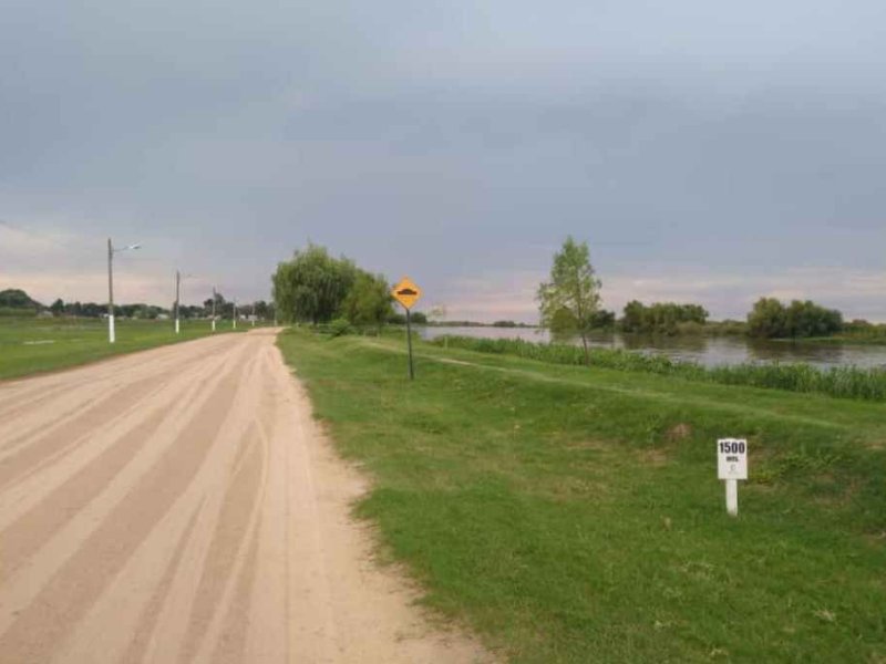 Video: vacas nadan en el río Coronda que no para de crecer