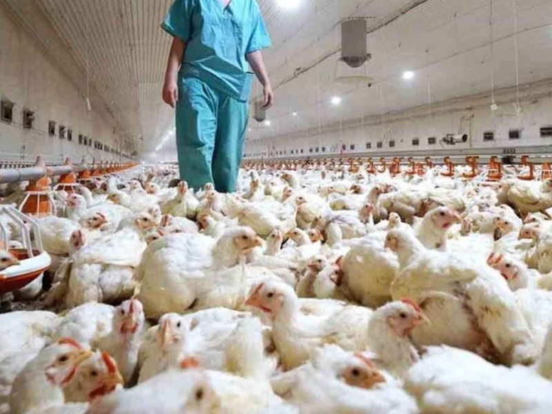 Venado Tuerto: primer caso de gripe aviar