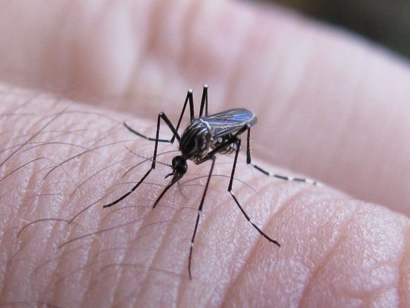Los pacientes con dengue regresaron a su provincia de origen
