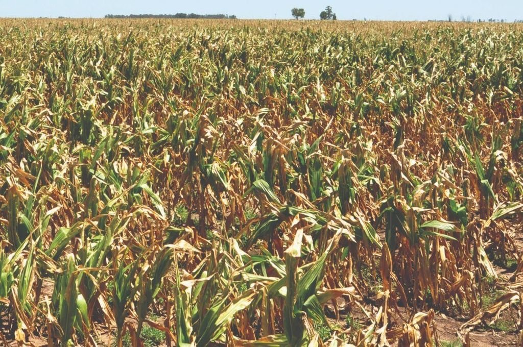 Pérdidas en cosechas de maíz y sorgo