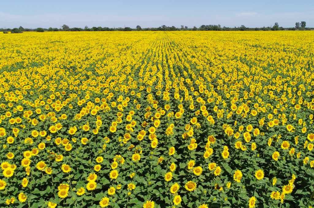 Las buenas perspectivas para el girasol en los próximos años