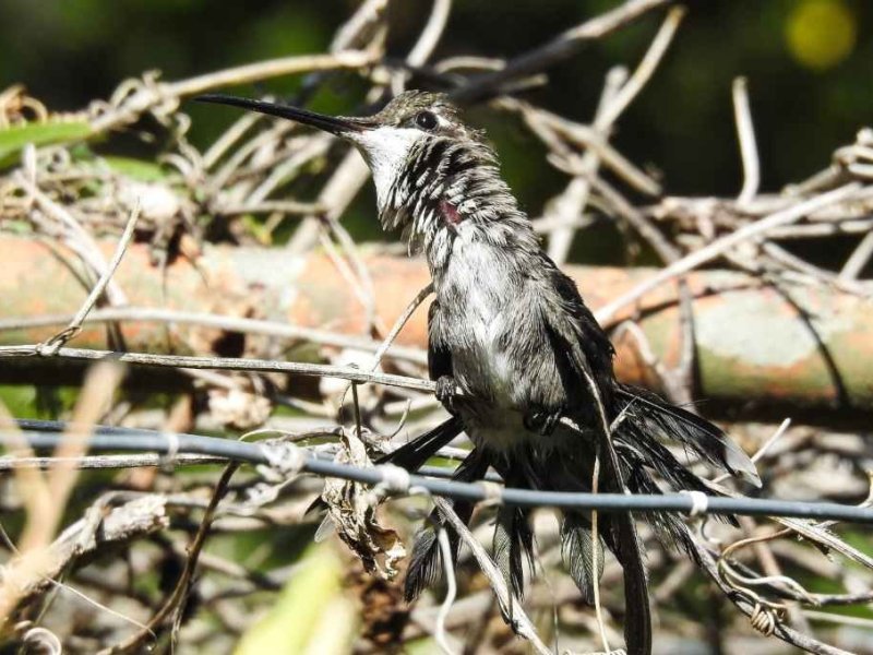 Murió el colibrí de Coronda