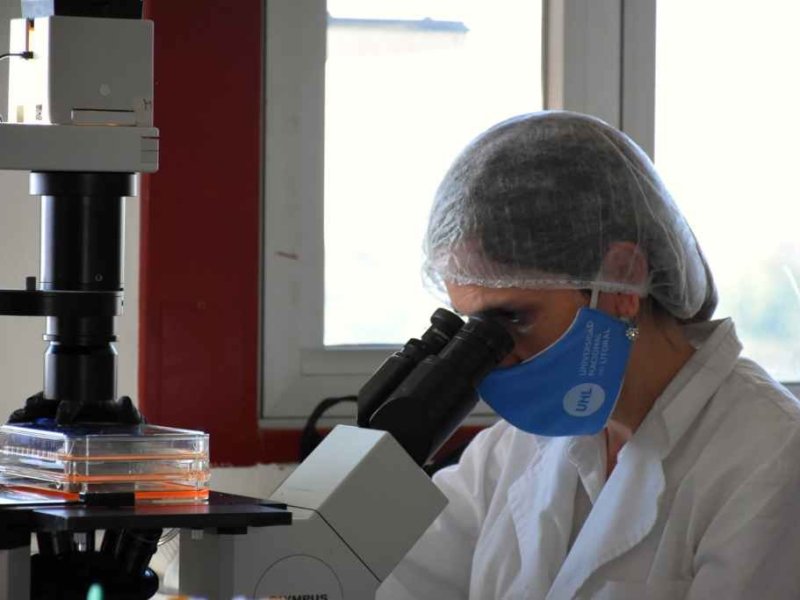 Alzheimer: qué avance logró un equipo santafesino para contener la enfermedad
