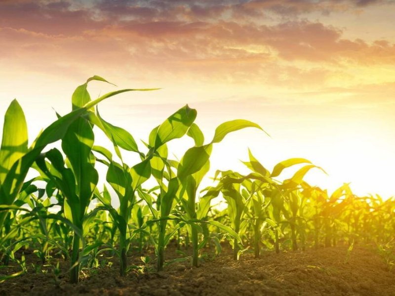El maíz de primera comprende el 85% del total maicero cultivado