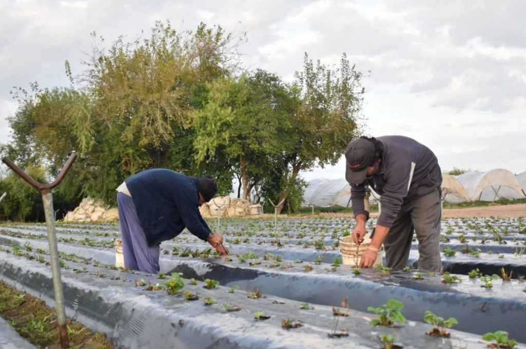 Comienza la 102ª cosecha de frutillas en Coronda