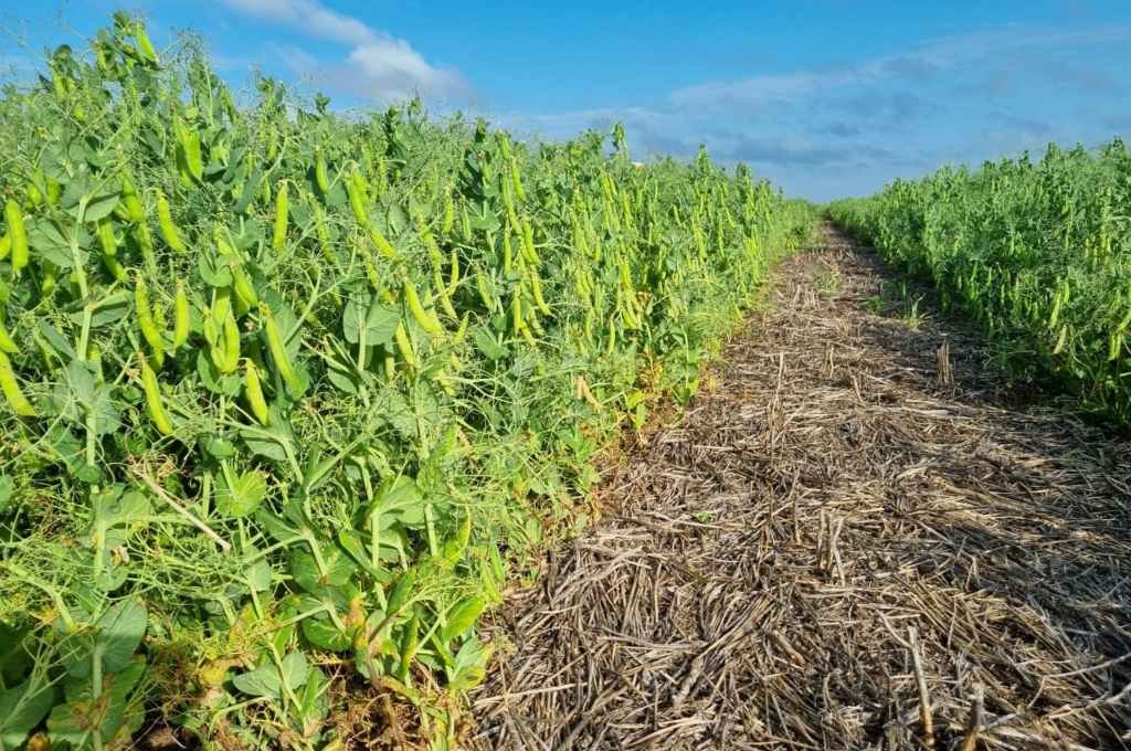 Legumbres: fuerte impulso provincial para incorporar tecnología al sector
