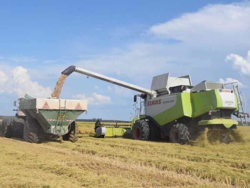 La cosecha de arroz avanzó al 95%