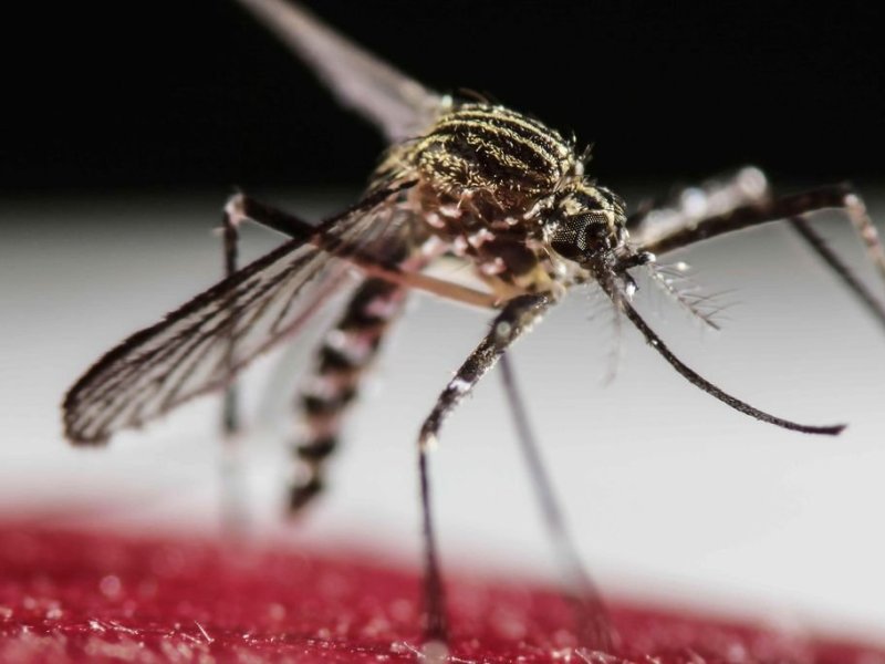 La cantidad de casos de dengue continúa en descenso