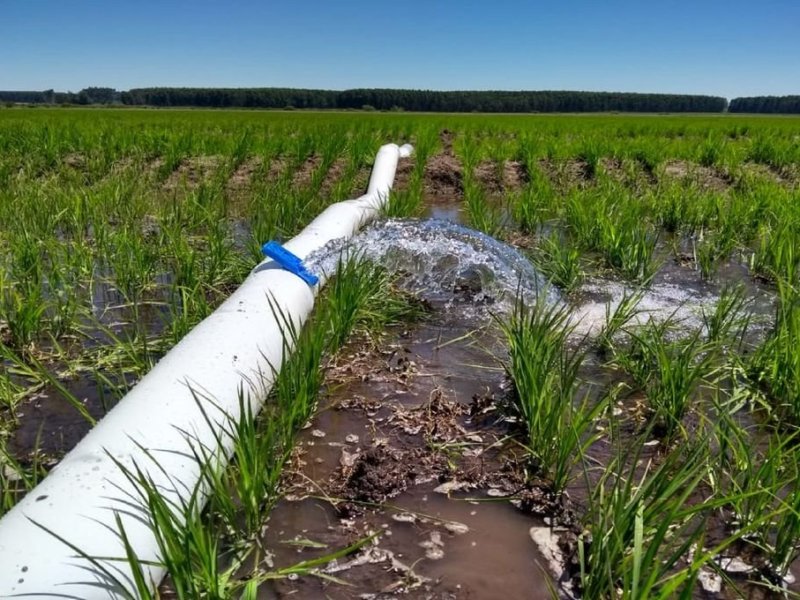 Se prorrogó el subsidio energético a productores arroceros de la provincia