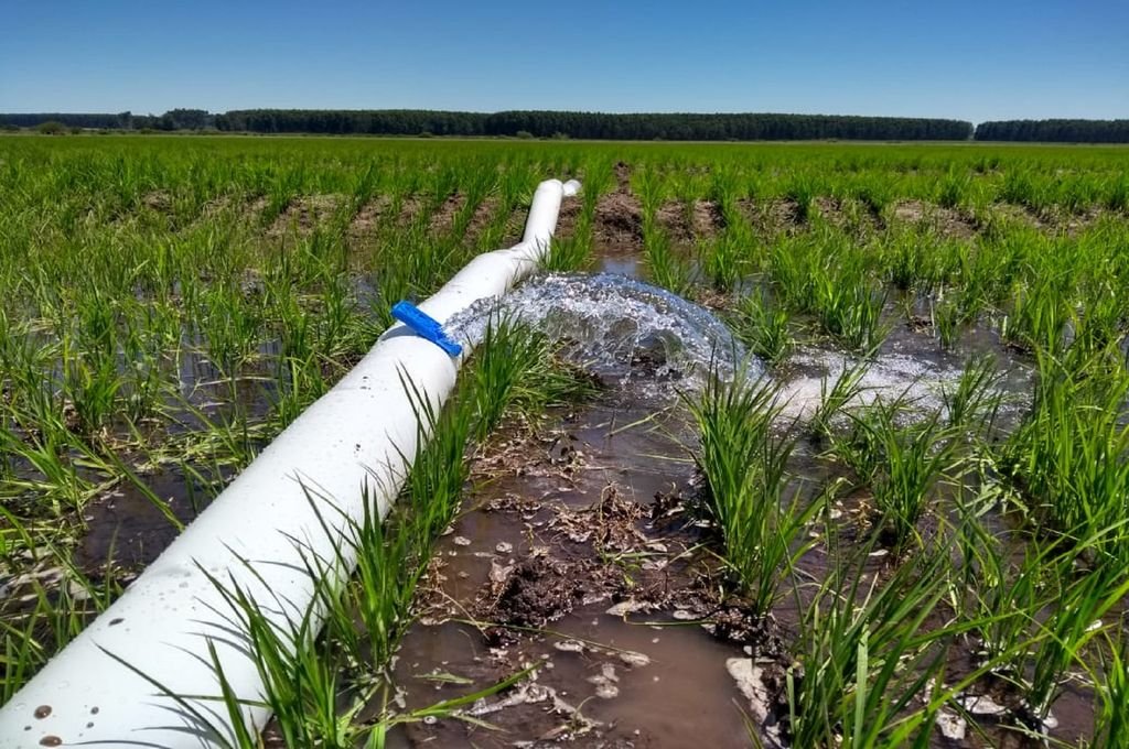 Se prorrogó el subsidio energético a productores arroceros de la provincia