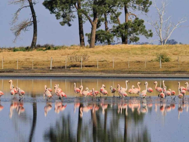Los flamencos vuelven a teñir de rosa las aguas del sur santafesino