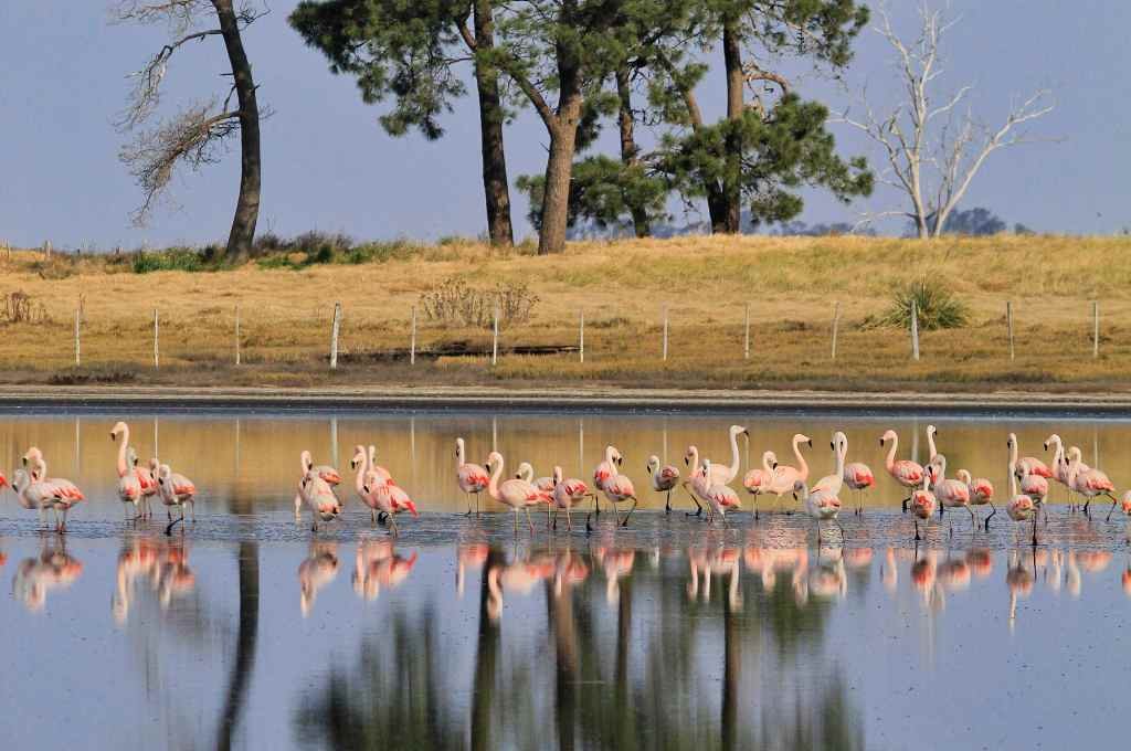 Los flamencos vuelven a teñir de rosa las aguas del sur santafesino