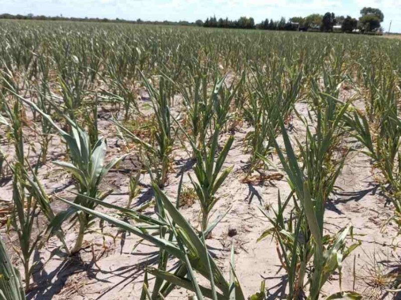 Para Costamagna, el pronóstico de mayores lluvias de las normales es una buena noticia tras la sequía