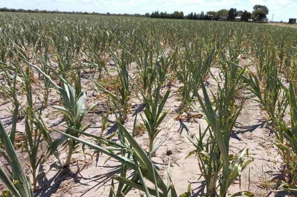 Para Costamagna, el pronóstico de mayores lluvias de las normales es una buena noticia tras la sequía