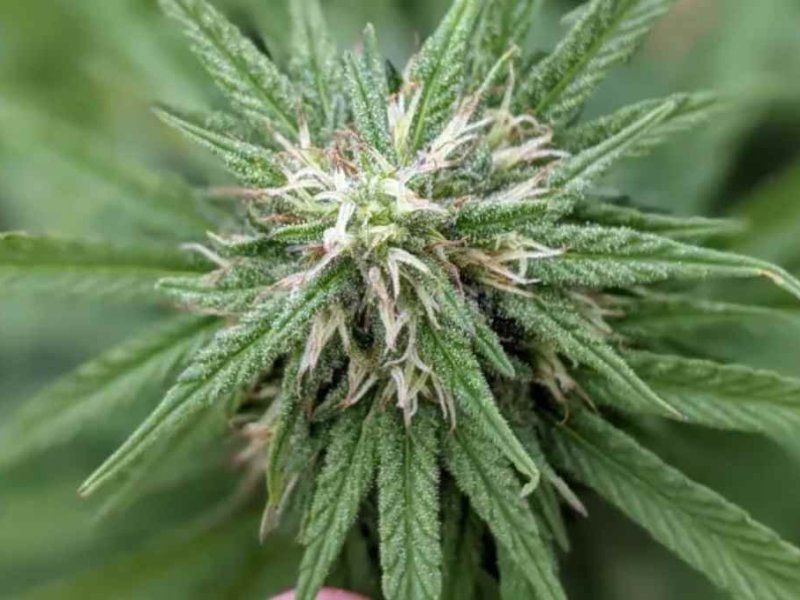 Se inscribió en INASE la primera semilla santafesina de cannabis medicinal