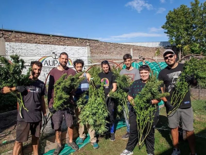 Cannabis medicinal: una planta con mucho potencial terapéutico
