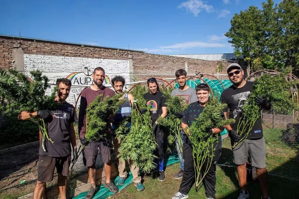 Cannabis medicinal: una planta con mucho potencial terapéutico