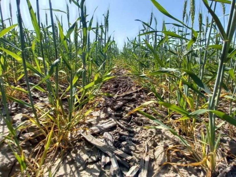 El trigo viene peor que en 2022 en el centro santafesino